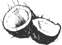 Coconut Vector